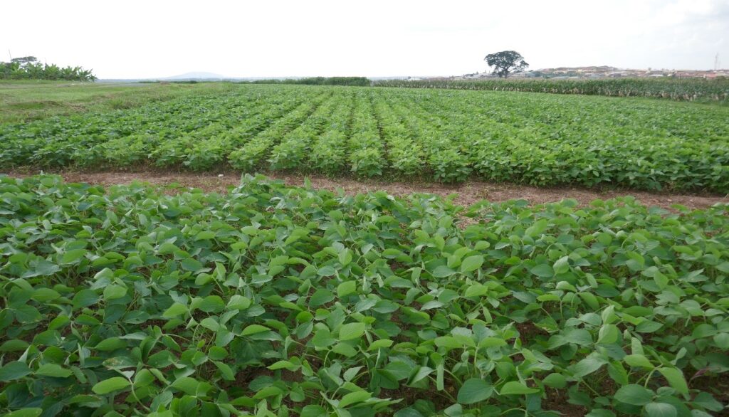 IITA Business Incubation Platform increasing soybean yield in Nigeria IITABIP